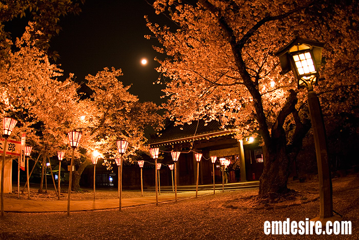 夜桜見物【超広角】【魚眼】